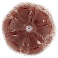 Belte' Pesca Pet Cl.50