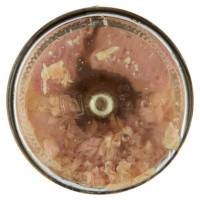 Moro Tonno Olio Oliva in Vaso Vetro Gr.190